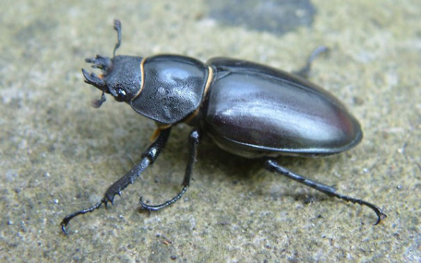 Top 15 Most Expensive Animals List