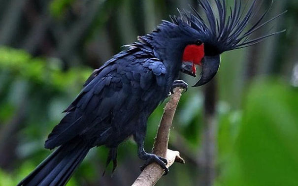 Top 15 Most Expensive Animals List Top 15 Most Expensive Animals List