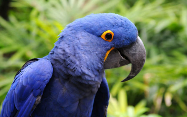 Top 15 Most Expensive Animals List