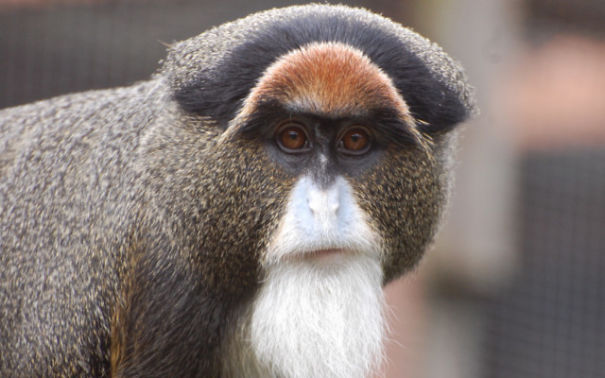 Top 15 Most Expensive Animals List Top 15 Most Expensive Animals List