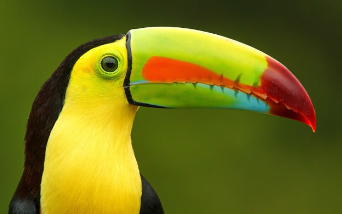 Top 15 Most Expensive Animals List