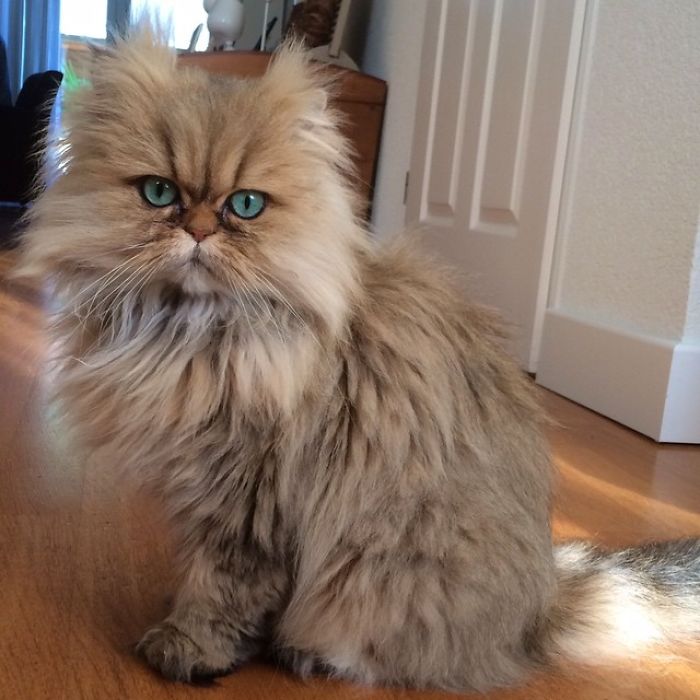 Two Dutch Ladies Who Can Look Right Into Your Soul!