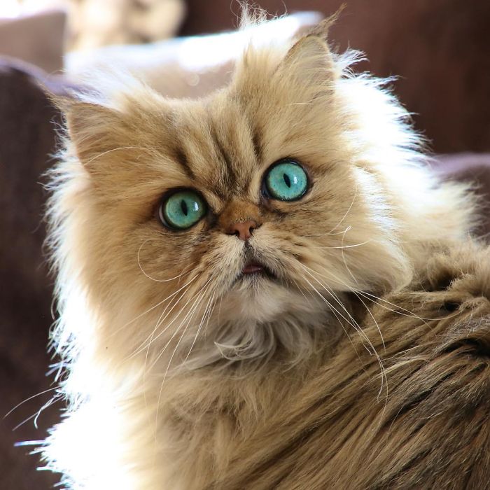 Two Dutch Ladies Who Can Look Right Into Your Soul!