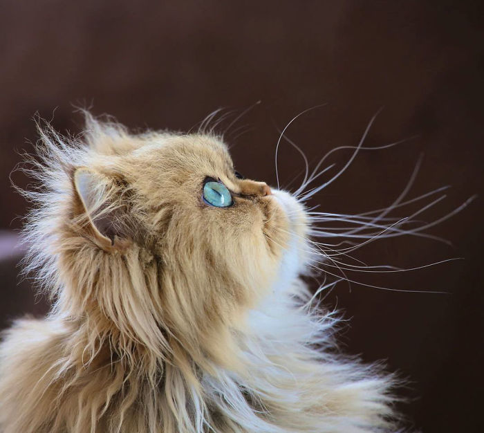 Two Dutch Ladies Who Can Look Right Into Your Soul!