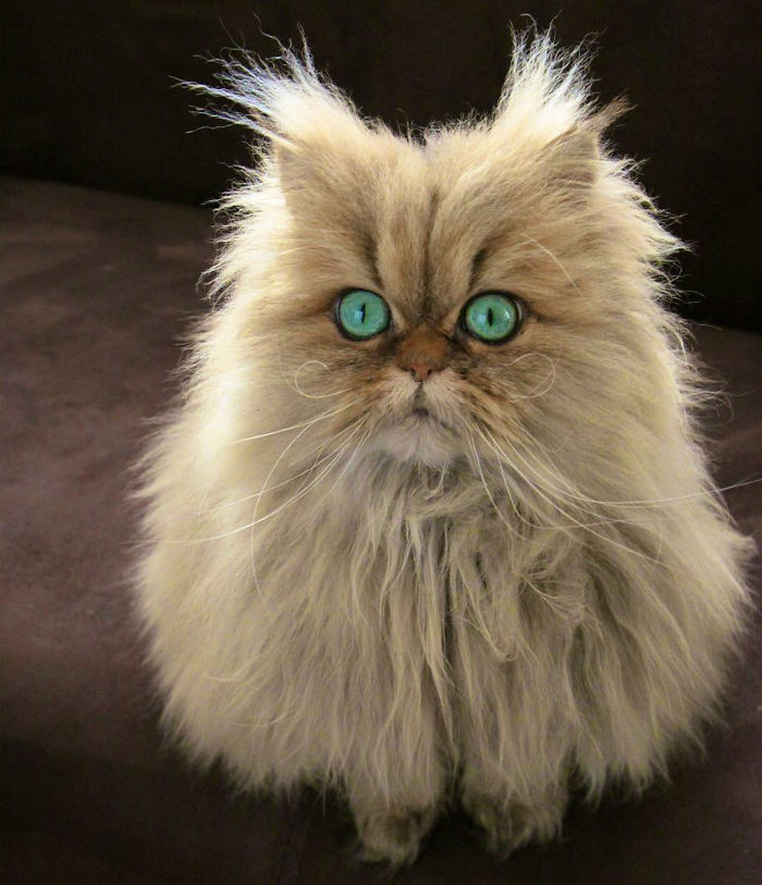 Two Dutch Ladies Who Can Look Right Into Your Soul!