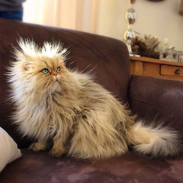 Two Dutch Ladies Who Can Look Right Into Your Soul!