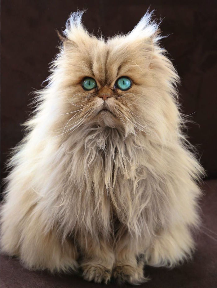 Two Dutch Ladies Who Can Look Right Into Your Soul!