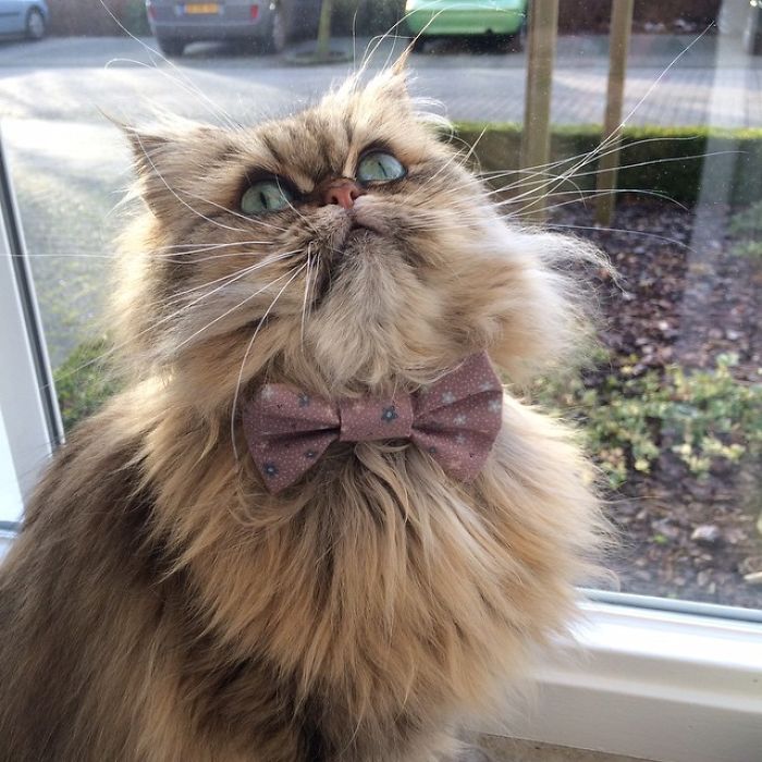 Two Dutch Ladies Who Can Look Right Into Your Soul!