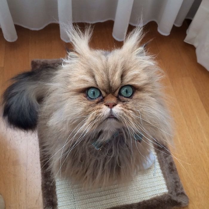 Two Dutch Ladies Who Can Look Right Into Your Soul!