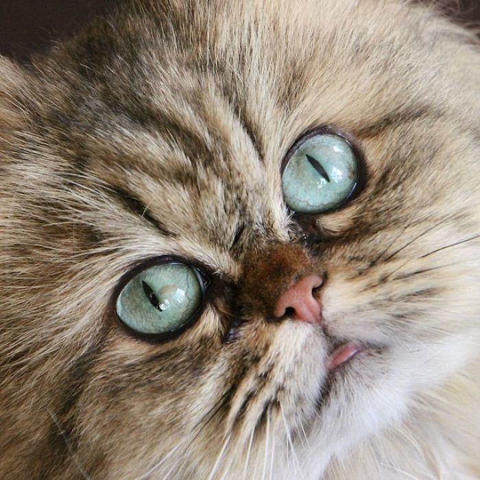 Two Dutch Ladies Who Can Look Right Into Your Soul!