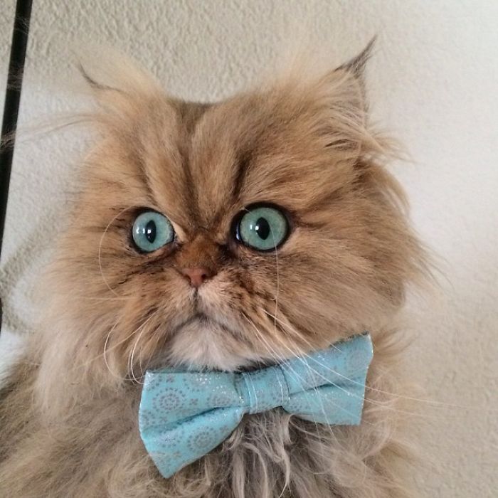 Two Dutch Ladies Who Can Look Right Into Your Soul!