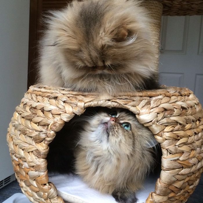 Two Dutch Ladies Who Can Look Right Into Your Soul!