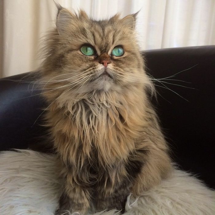 Two Dutch Ladies Who Can Look Right Into Your Soul!