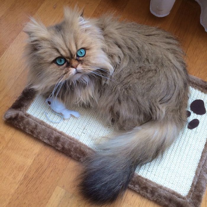 Two Dutch Ladies Who Can Look Right Into Your Soul!