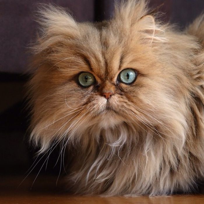 Two Dutch Ladies Who Can Look Right Into Your Soul!