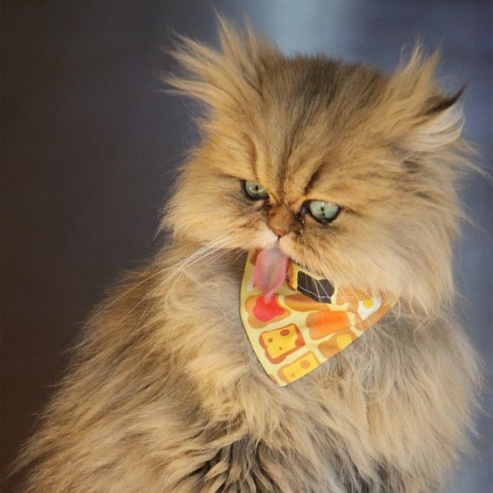 Two Dutch Ladies Who Can Look Right Into Your Soul!