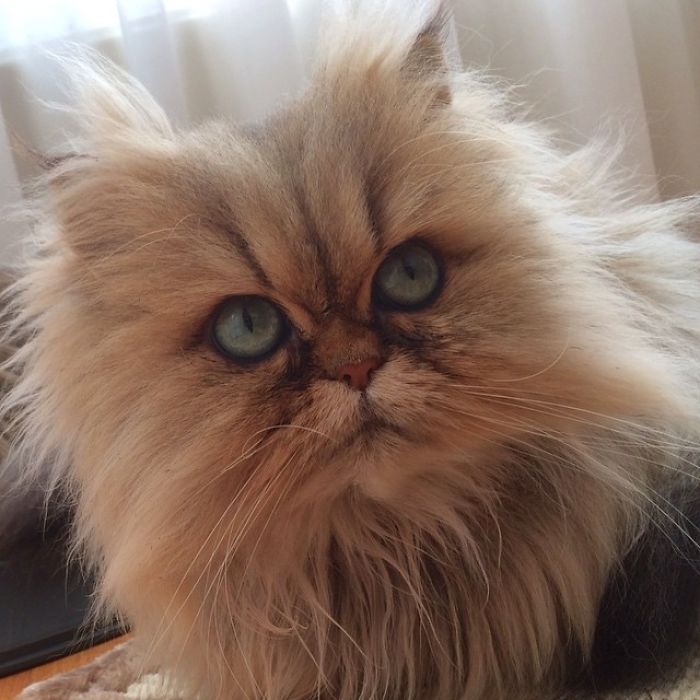 Two Dutch Ladies Who Can Look Right Into Your Soul!