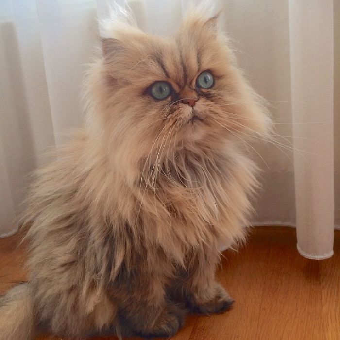 Two Dutch Ladies Who Can Look Right Into Your Soul!