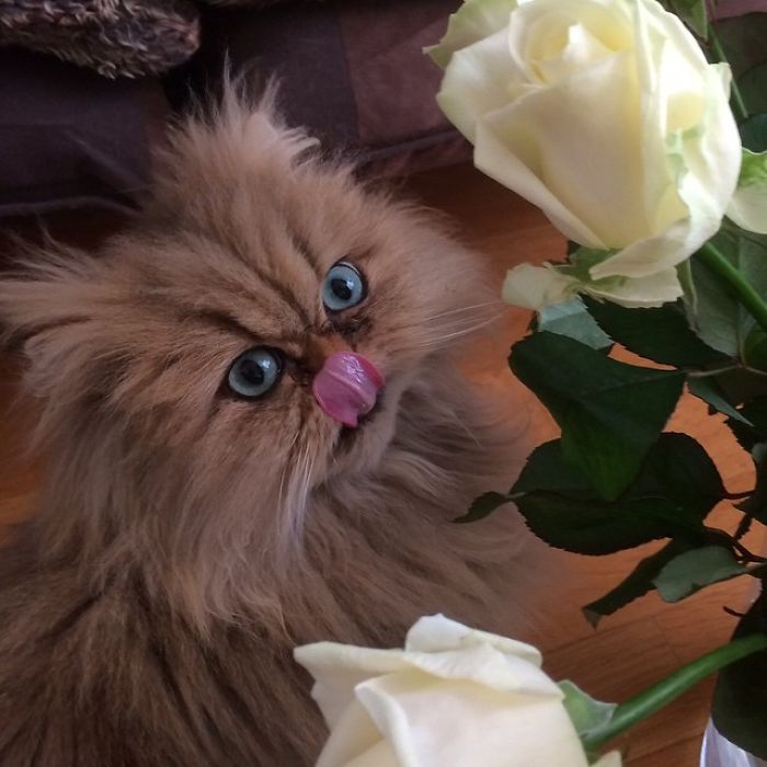 Two Dutch Ladies Who Can Look Right Into Your Soul!