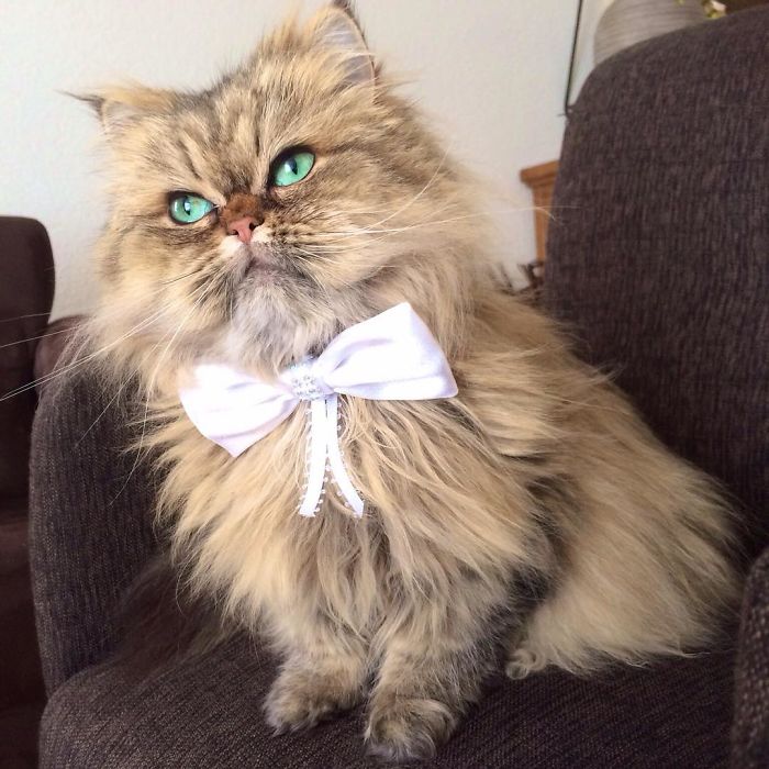 Two Dutch Ladies Who Can Look Right Into Your Soul!