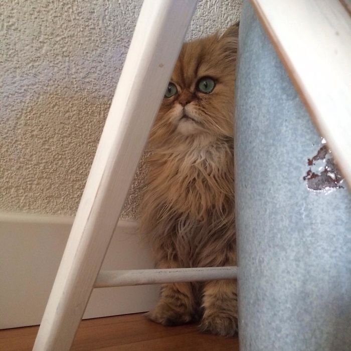 Two Dutch Ladies Who Can Look Right Into Your Soul!