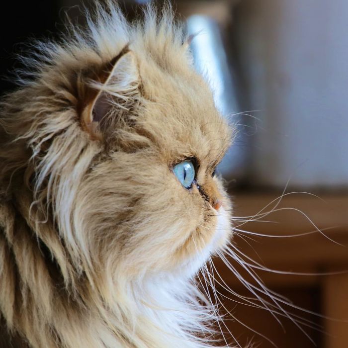 Two Dutch Ladies Who Can Look Right Into Your Soul!
