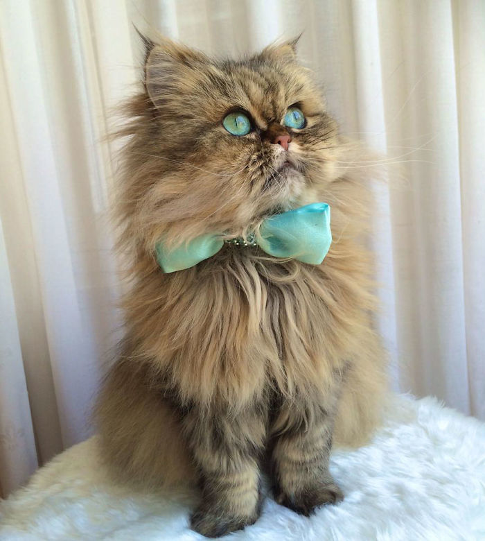 Two Dutch Ladies Who Can Look Right Into Your Soul!