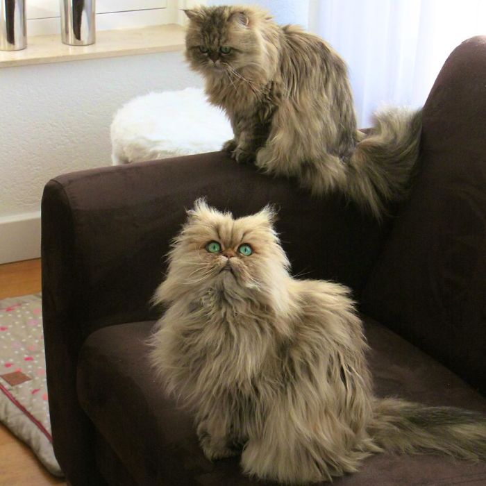 Two Dutch Ladies Who Can Look Right Into Your Soul!