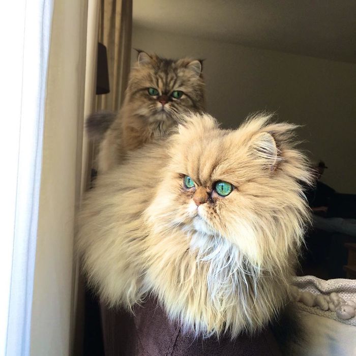 Two Dutch Ladies Who Can Look Right Into Your Soul!