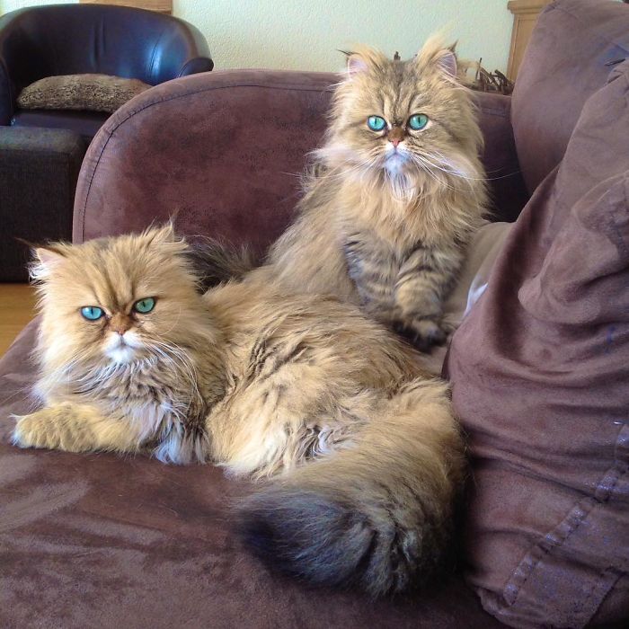 Two Dutch Ladies Who Can Look Right Into Your Soul!