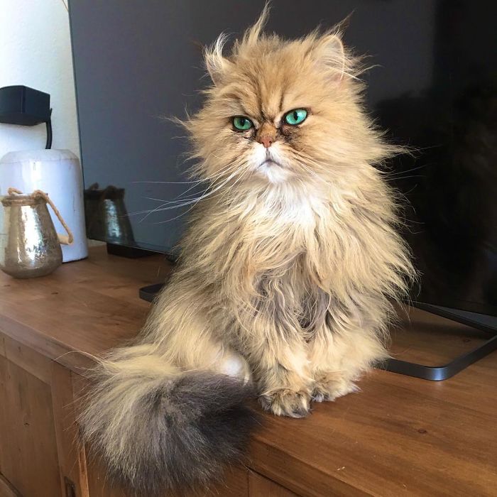 Two Dutch Ladies Who Can Look Right Into Your Soul!