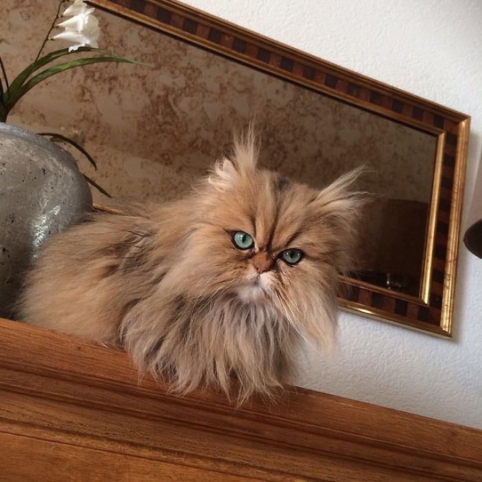 Two Dutch Ladies Who Can Look Right Into Your Soul!