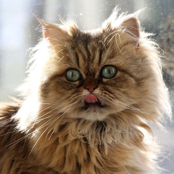 Two Dutch Ladies Who Can Look Right Into Your Soul!