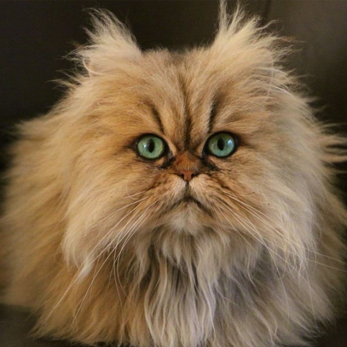 Two Dutch Ladies Who Can Look Right Into Your Soul!