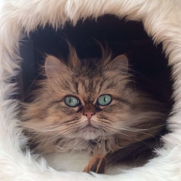 Two Dutch Ladies Who Can Look Right Into Your Soul!