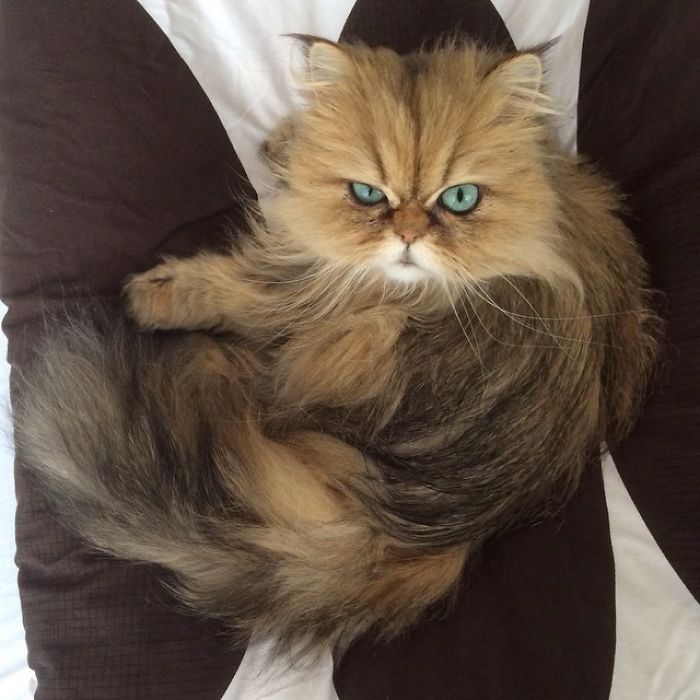 Two Dutch Ladies Who Can Look Right Into Your Soul!