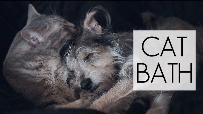 Cat Gives Dog Deluxe Bath Time