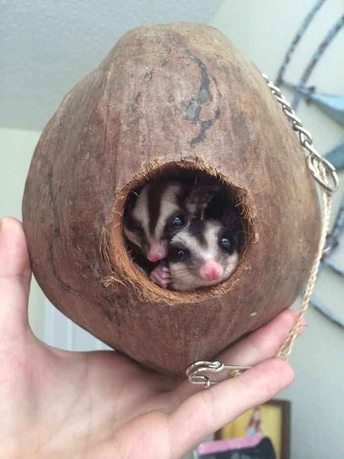 My Sugar Gliders In A Coconut