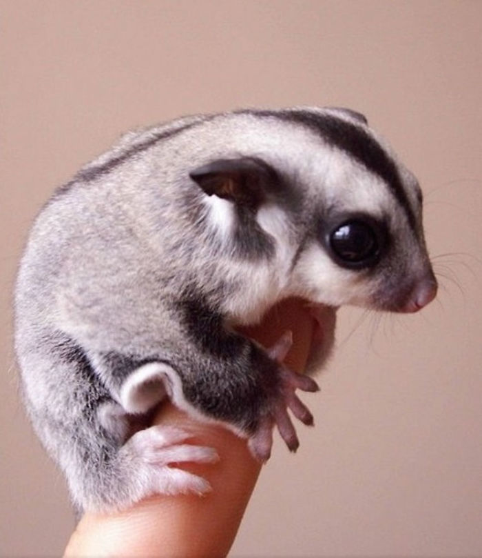 Sugar Glider On A Finger