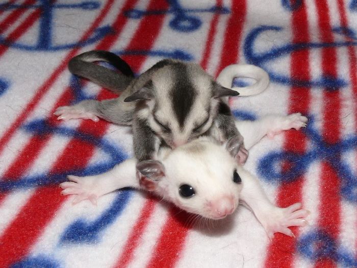 Sugar Glider Babies Anyone?