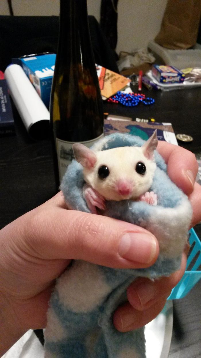 Sugar Glider Joey Makes Cute Burrito