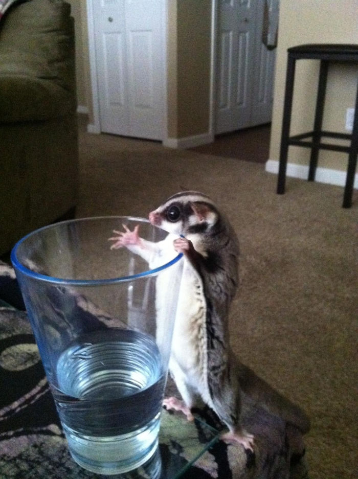 Friend's Sugar Glider Wanted To Get To The Water!