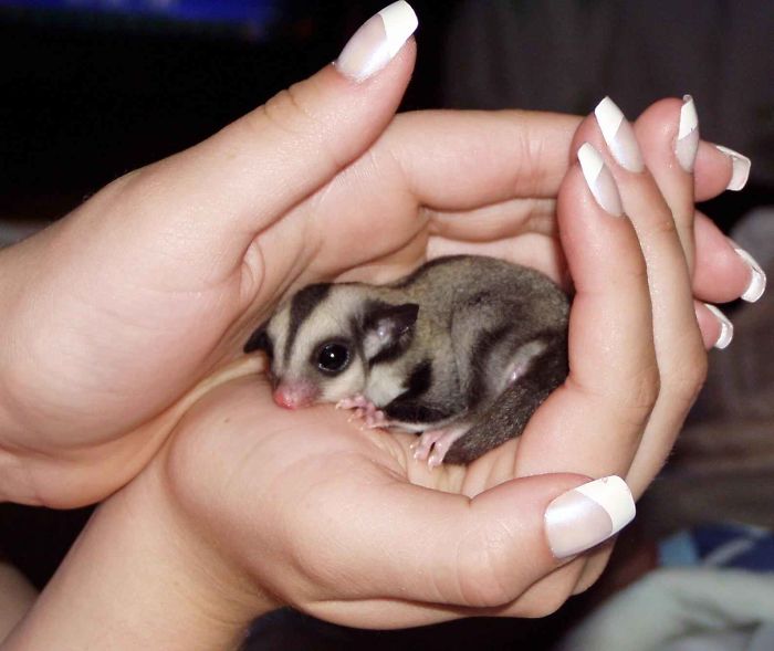 Aww Yis. Mutha. Fudging. Sugar Glider