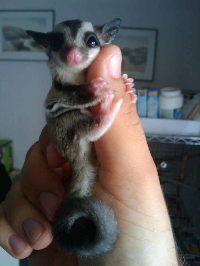 Baby Sugar Glider