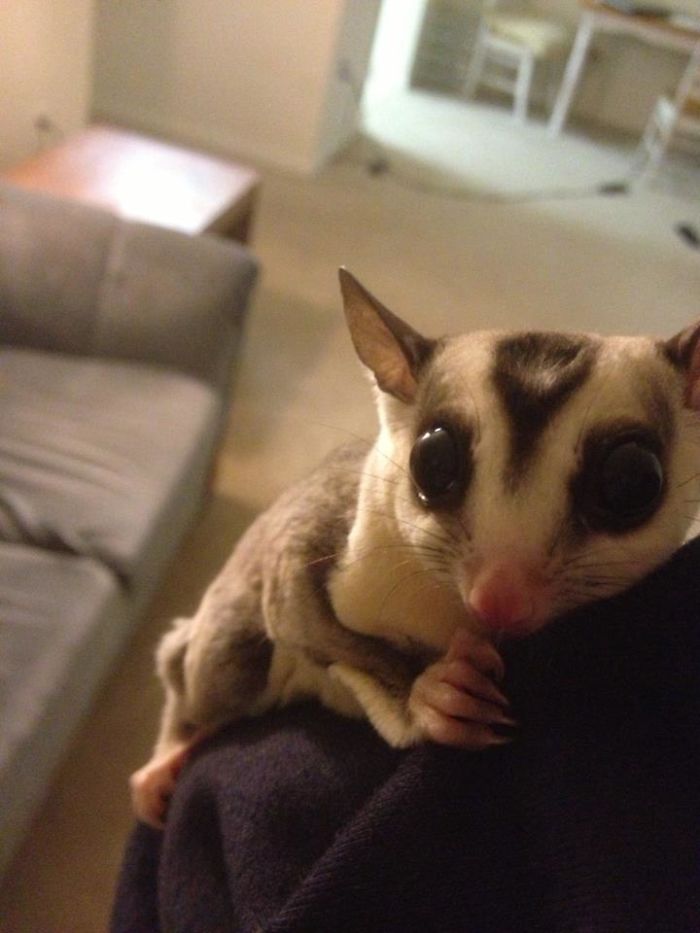 My Sugar Glider, Marvel, Hates The Light And Clings To My Gf When The Lamp Is On