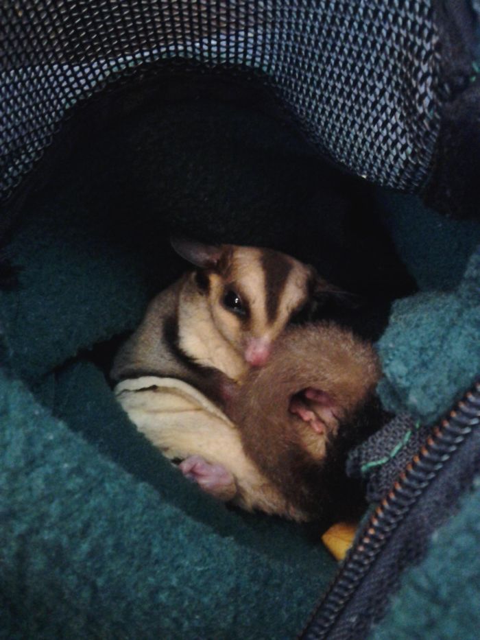 My Sugar Glider Comes To Work With Me, But Hes Lazy