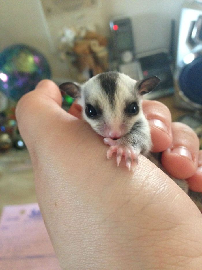 Since I Moved Out My Mom Started Raising Sugar Gliders And They Had Babies. This Is Amelia