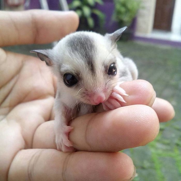 Baby Sugarglider