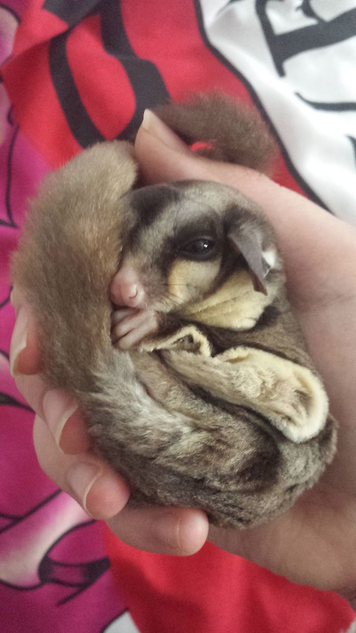 My Sugar Glider Is Just The Sweetest