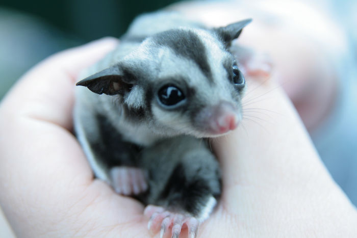 Sugar Glider